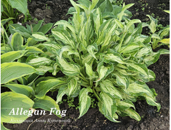 Хоста Аллеган Фог