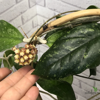 Hoya sp. Sabah AG 08-24