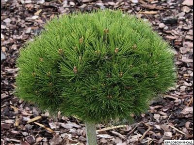 Сосна Мари Брегон - Marie Bregeon