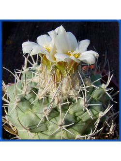 Turbinicarpus hoferi PP 202