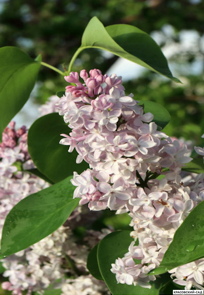 Сирень обыкновенная Катерина Хавемеер- фото цветов - красовский-сад.рф