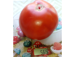 Томат Минусинский от Балуева
