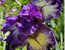 Ирис  All to Exciting