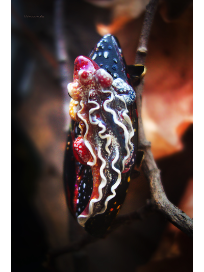 "Саламандра, дитя пламени", миниатюрная фэнтези-брошь (4,5 см)