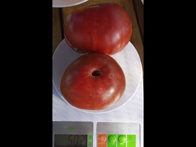 Томат Русский черный (Russian black)