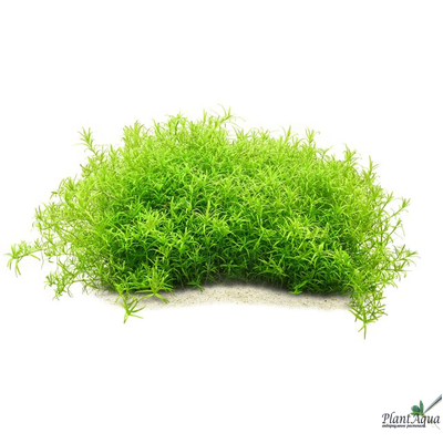 Ротала Ваянд (горшок)