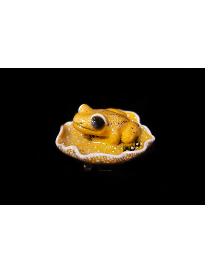 Мини-брошь "Притягивающая солнечный свет", украшение с лягушкой