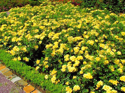 Роза почвопокровная Golden Penny