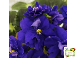 Р-Голубика (В. Зуб) 2023 г.