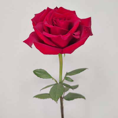 Роза Эквадор красная