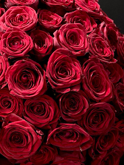 Роза Россия 60 см. 51 шт