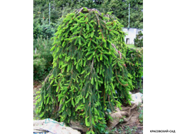 Ель Инверса - Фото в ландшафте- красовский-сад.рф