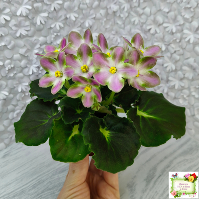 RIV-Амнезия (И. Растегаева) 2024 г.