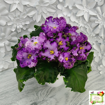 АВ-Пенная Вечеринка (Фиалковод) 2021 г.