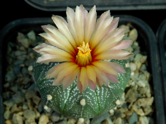 Astrophytum asterias hybrid (1050) - 5 семян