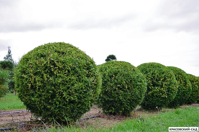 Туя Брабант в форме шара - Brabant