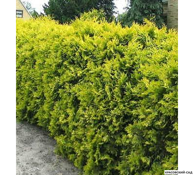 Туя Санкист - Sunkist