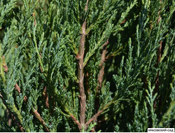 Можжевельник Фишт - Fischt