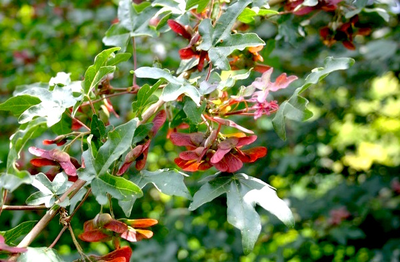 Клен полевой Red Shine