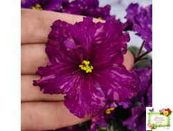 РМ-Финикийская Принцесса (Н. Скорнякова) 2023 г.