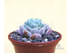 Эхеверия Зоннестраал Розовая - Echeveria Zonnestraal Pink