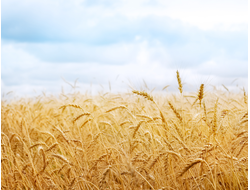 Купить греющую картину с фото колоски