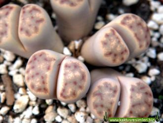 Lithops dinteri - 10 семян