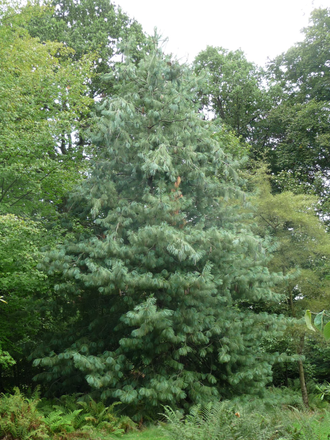 Сосна Гималайская (Pinus wallichiana) лапки, Индия, 5 мл - 100% натуральное эфирное масло