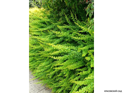 Барбарис Тунберга Green Ornament - фото листвы - красовский-сад.рф