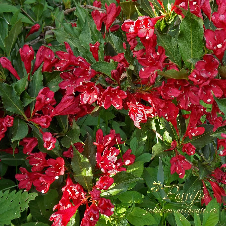 Weigela Bristol Ruby