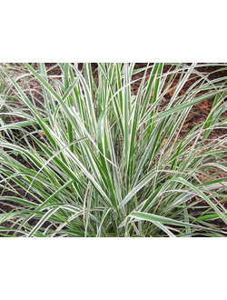 ЦВЕТЫ и РАССАДА - МНОГОЛЕТНИЕ ЦВЕТЫ