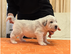 Сука 1. НОРГУЛ. Резерв Самара