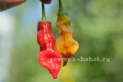 Перец острый Sugar Rush Stripey, 10 шт