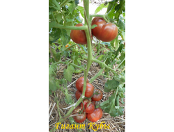 Томат Гигант Кубы чёрный (Cuba giant black, USA)