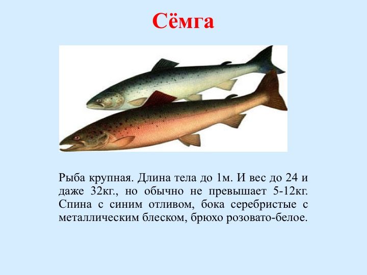 Кафе семга печора