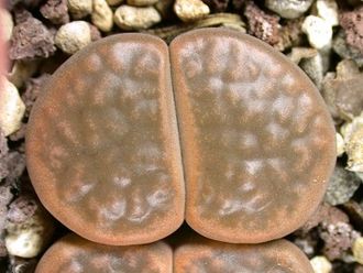 Lithops hookeri v.subfenestrata C021 (MG) - 10 семян