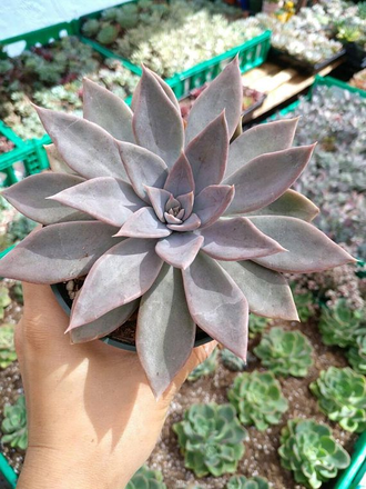 Echeveria Silver Queen