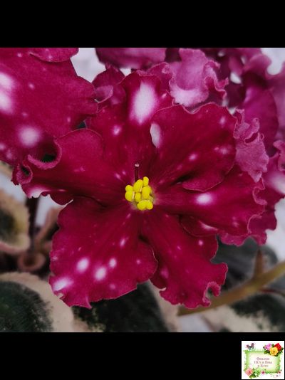 Rivermist Zeeva (J. Baker) (лист посажен 27/01/26)