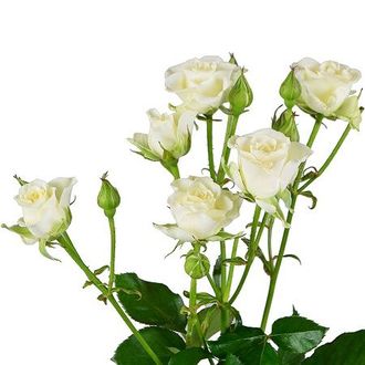 Розы Кустовые Белые (до 80 см) Россия