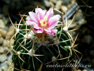 Echinofossulocactus  hookeri - 5 семян