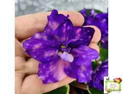 РС-Астролог (С. Репкина) 2020 г.