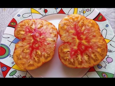 Томат Холли 12 (Holly’s 12)