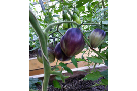 Сержант Пеппер бронзовый, 21 июля
