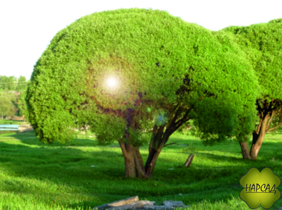 ИВА ЛОМКАЯ БУЛАТА