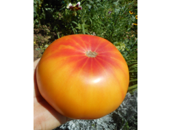 Томат Хейзел мей (Hazel mae)