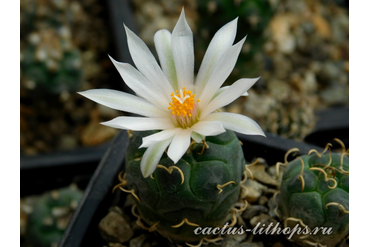 Turbinicarpus rioverdensis PP 204  