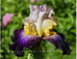 Ирис Lets Play Dress Up