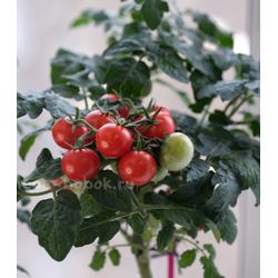 Томат  Red Robin (Ред Робин), 10 шт.