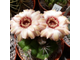 Gymnocalycium marquezii KK 521 (D=25-30mm)