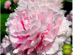Пион молочноцветковый "МОНИНГ КИСС"